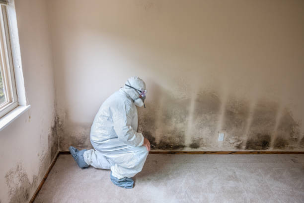 Best Attic Mold Remediation in Crystal River, FL