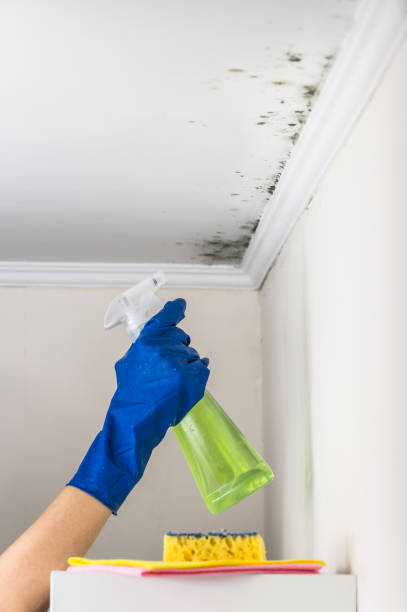 Best Localized Mold Remediation (e.g., coastal areas, humid climates) in Crystal River, FL